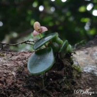 Bulbophyllum